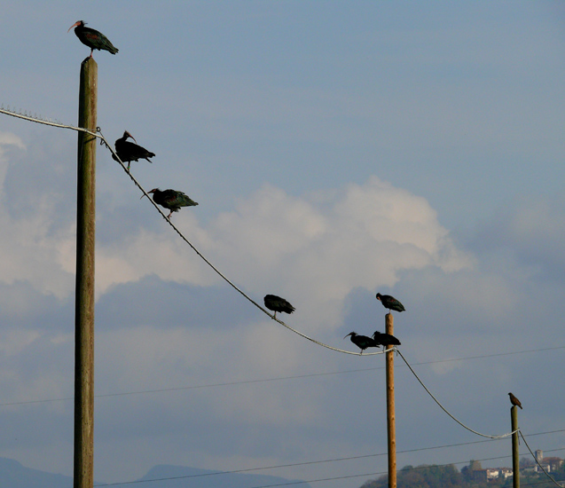 Ibis eremita! Geronticus eremita